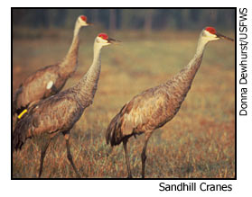 sandhill_cranes.jpg